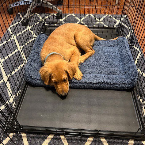 23 100 Hamilton now Ace1