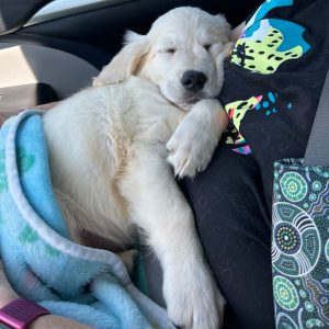 Sleeping puppy being transported