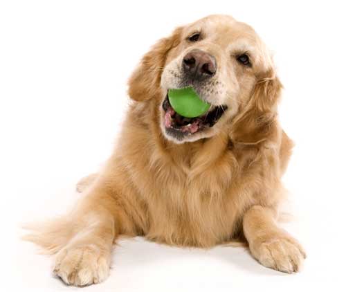 golden retriever with ball AdobeStock 252546094
