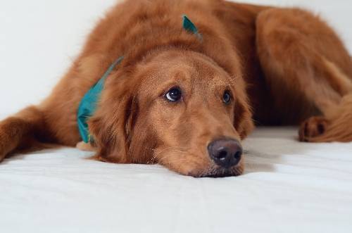 RileyDSC 2686 resized 500.jpeg