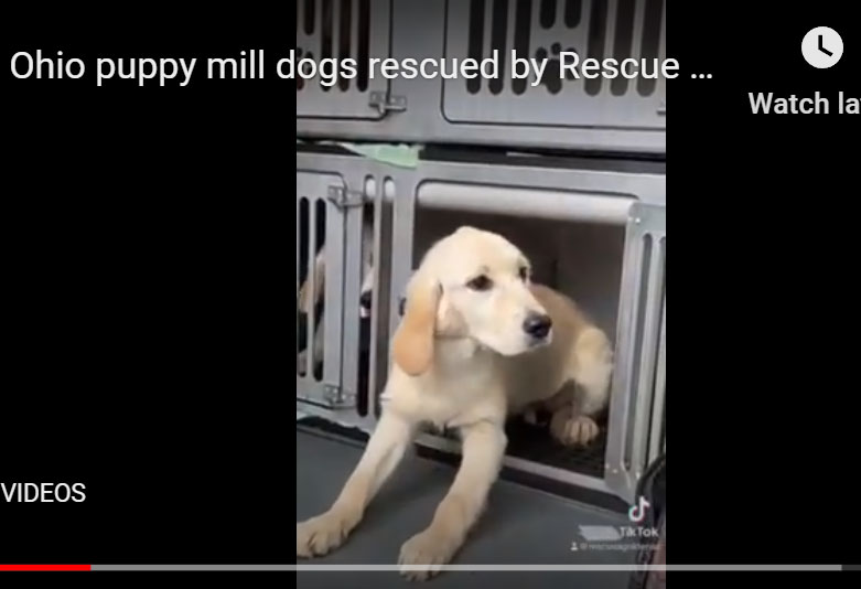 ohio puppy mill video