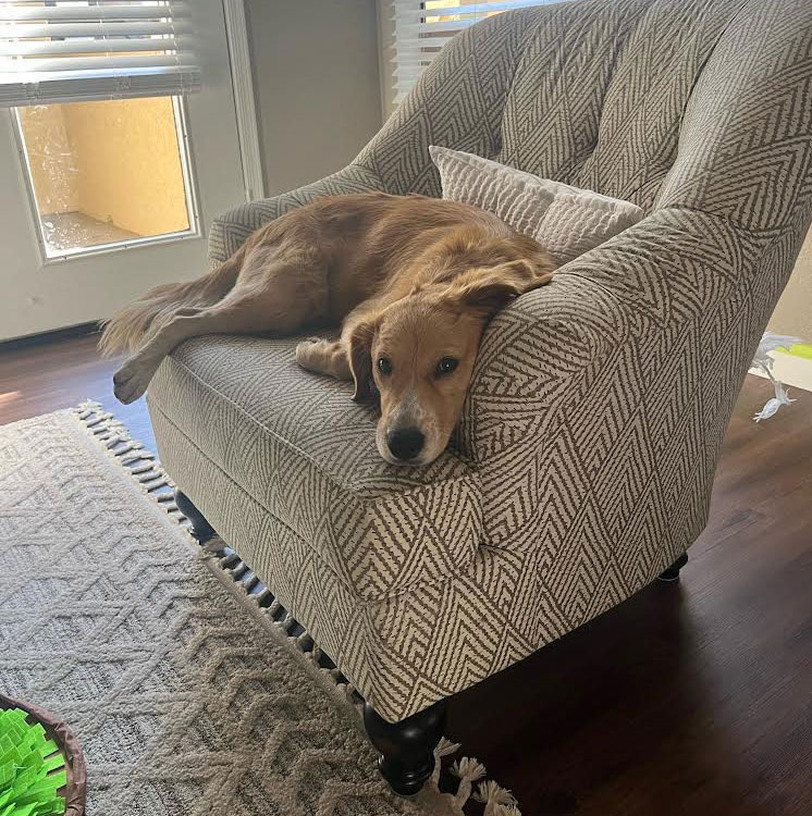 23 113 Caramelo now Honey