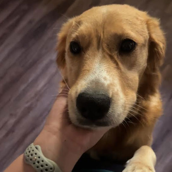 23 113 Caramelo now Honey1