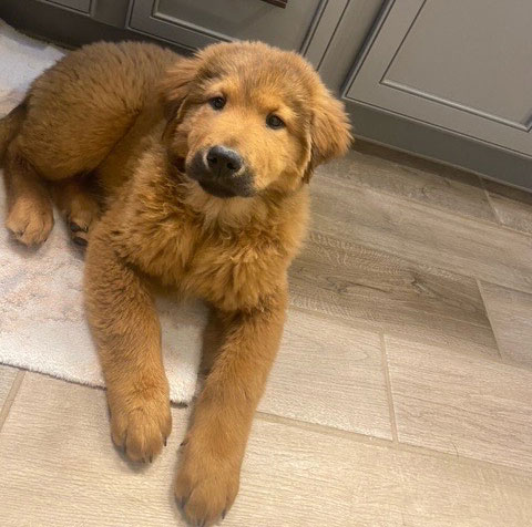 23 121 Pink now Moose