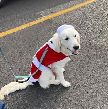 23 099 Clyde now Cooper