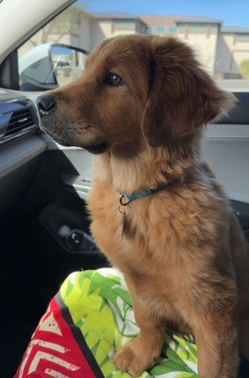 23 124 Green now Xander1