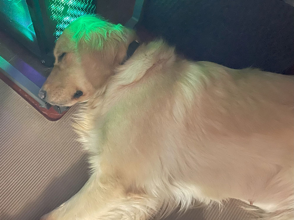 23 144 Stella now Skye1 23 144 Stella now Skye1