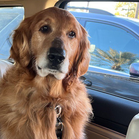 24 014 Dexter now Leo