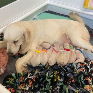 24 066 Gray and puppies