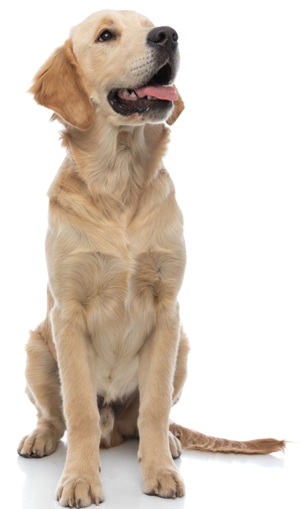 golden retriever tongue sitting tall